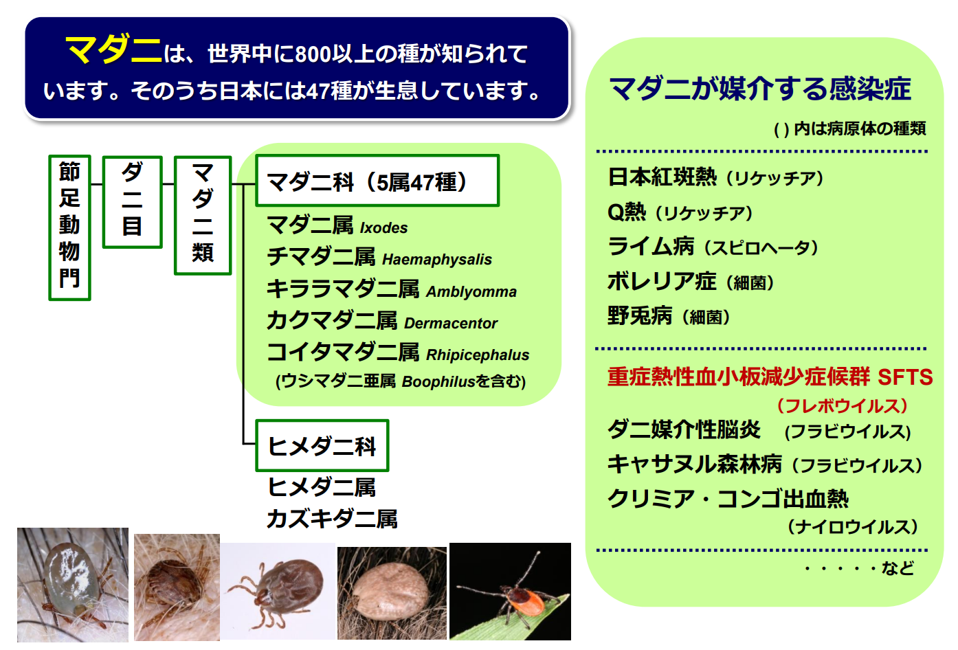 マダニに注意！！マダニに刺されたらどうしたらいいの？ | 門前仲町駅徒歩4分、江東区永代の魚住総合クリニック｜整形外科・リハビリ科・内科・皮膚科