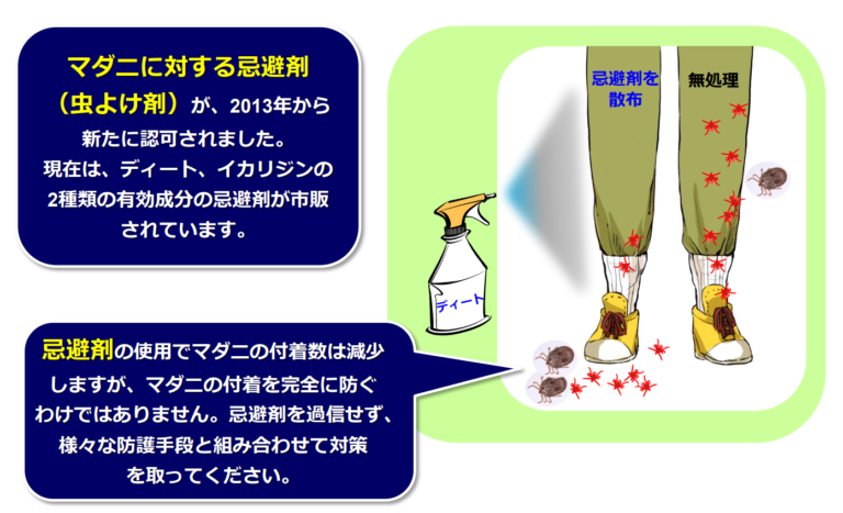 マダニに注意！！マダニに刺されたらどうしたらいいの？ | 門前仲町駅徒歩4分、江東区永代の魚住総合クリニック｜整形外科・リハビリ科・内科・皮膚科